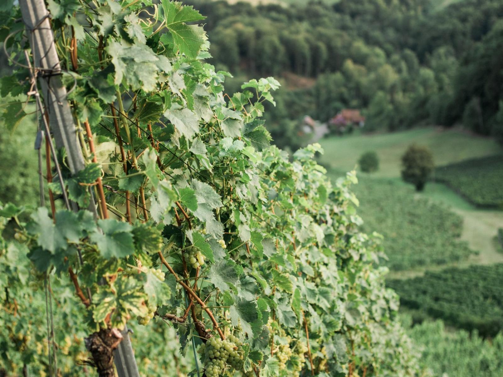 Südsteiermark Weingarten