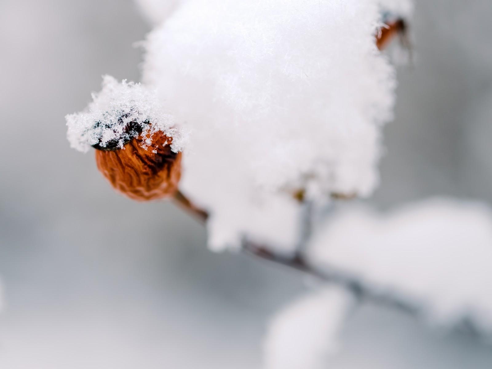 Hagebutte im Schnee