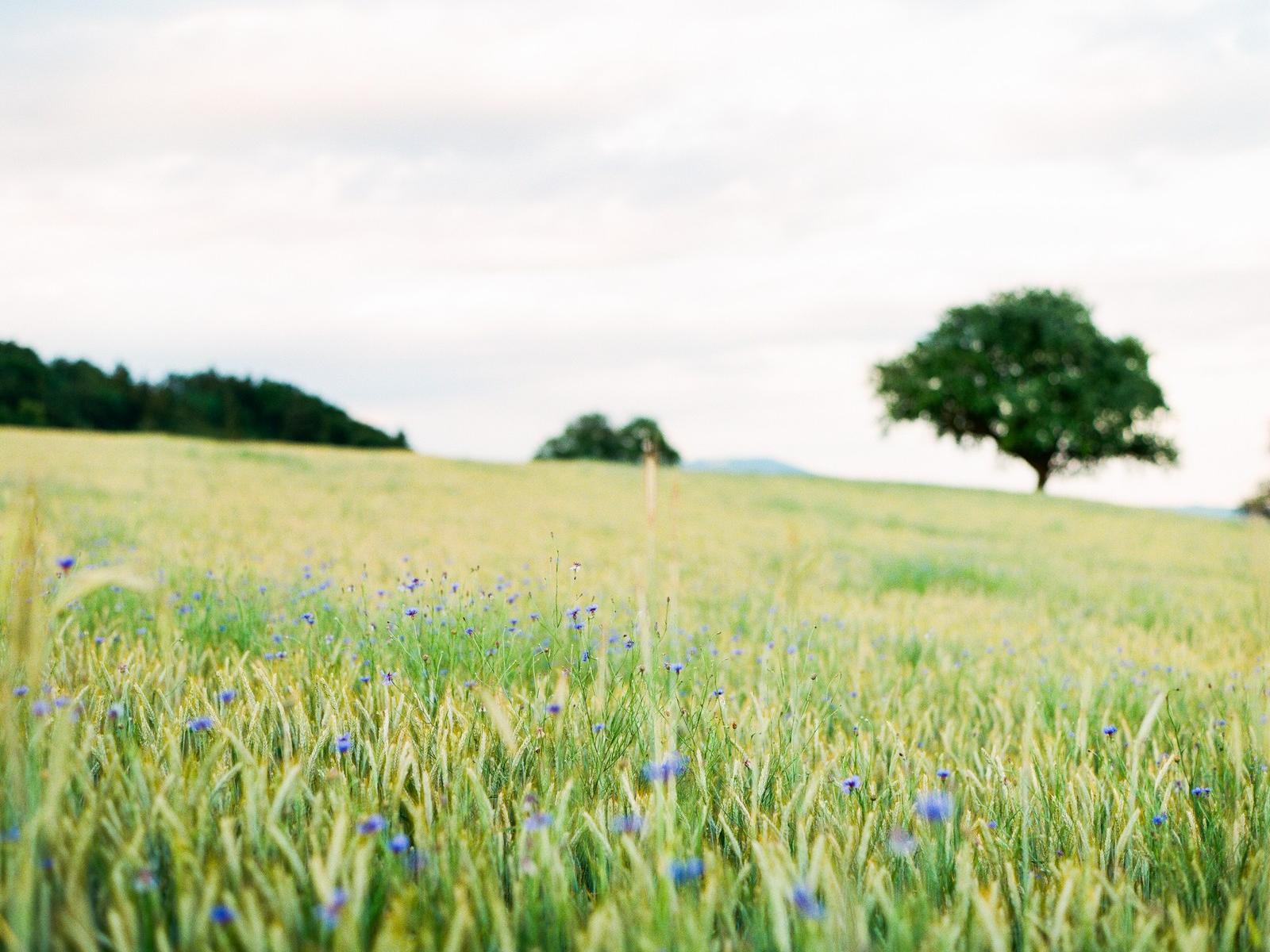 Baum in der Wiese