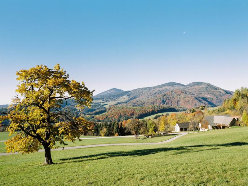 Baum auf der Wiese